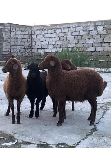 Erkəy quzular satılır 4 başdı Qurbanlığa yarıyır