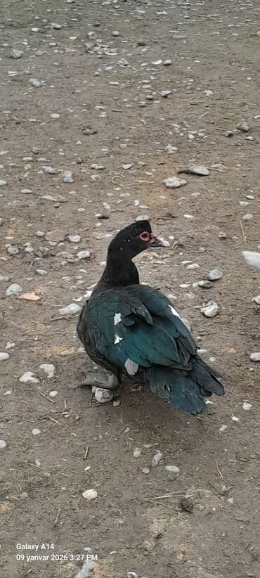 Daewoo: Самец, | Lal ordek, Для мяса — 3