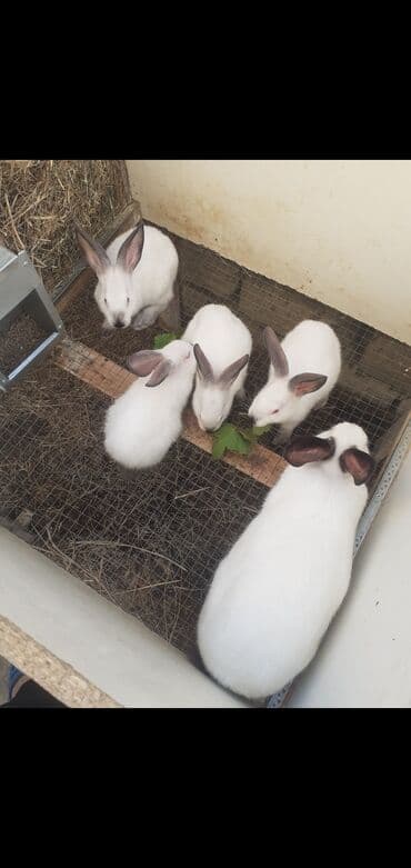 Salam təmiz qan Kalfornya sortundan olan sənədli heyvanların