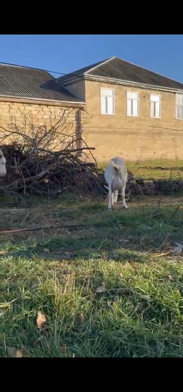 sudluk inekler: Sanen keçileri tam təmiz saf qandı təmizliyinə və sağlamlığına — 6