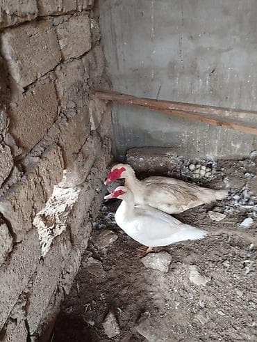 Musk ördəkləri (iki baş cüt) - Növ: Muscovy (indoutka) ördəyi -