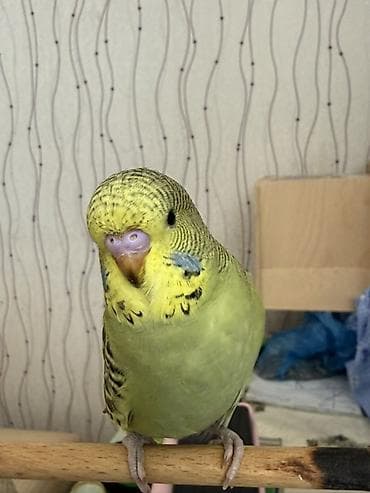 Akvariumlar: Temiz qan bala çex quşlardır ve ele oyresdırmek üçün ela vaxtdır ırı — 5