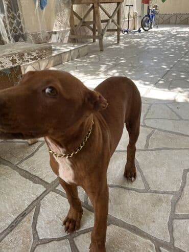 pitbul balasi satilir: Pitbul, 1 ay, Erkek, Ünvandan götürmə — 1