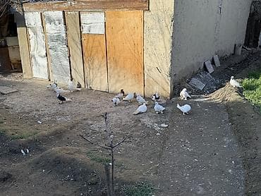 sumqayıt göyərçin: Sade ve dekorativ goyercinler satilir cut ya optom ciddi alicilar — 4