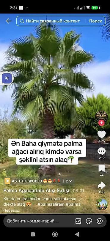 agac gulleri: Məhsul: Dekorativ palma ağacı (fan formalı yarpaqlı, qalın pullu — 3