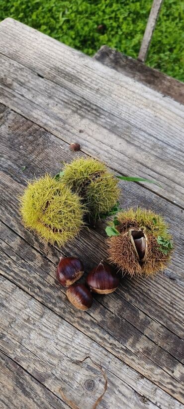 şir tortu: Təbii meşə şabalıdı - Növləri: Qabıqdan təzəcə çıxmış iri dənəli — 1