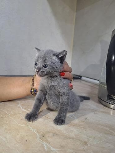 ev qus: Şotland yastı qulaq, Erkək, Yaxşı əllərə, Ünvandan götürmə — 4