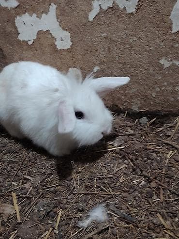 Digər heyvanlar: 5 dənəsi bir yerdə 80 Azn. Tək tək 20 Azn. Ev dovşanları – dekorativ — 3