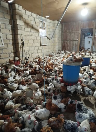 bars bit dermani: Toyuq, Ətlik, Ödənişli çatdırılma, Pulsuz çatdırılma, Rayonlara çatdırılma — 1