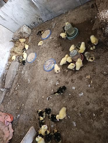 Lal ördek balalari lavanda ataları ve ağ qara baş super ördekler lalafo.az -da Lal ördek balalari lavanda ataları ve ağ qara baş super ördekler