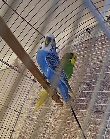 goyərcin satışı: Hazır cüt valnist satılır bala vermeye hazırlaşırlar cütü 30 m qəfəslə — 1