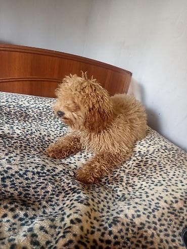 Pudel, 7 ay, Dişi, Peyvəndli, Ünvandan götürmə — 7