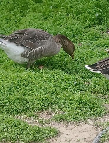 Qazlar: Satılır: cutu 60 manatQazlar (ev quşu) Təsvir: - Şəkillərdə iri — 1