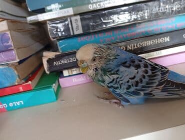 əl quşu: Təmiz, Yazıq, Sakit təbiətli ruçnoy əl quşu. Səhər baş ağrıtmaz, keyfi — 3