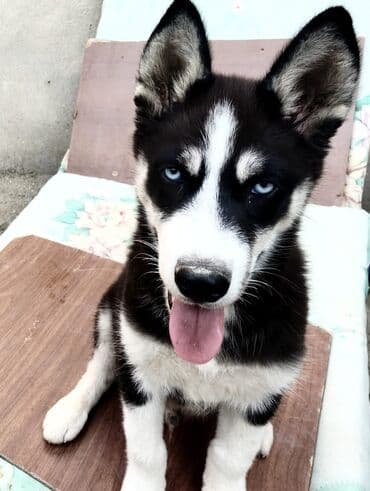 купить хаски щенка: Хаски, 3 месяца, Самец — 2