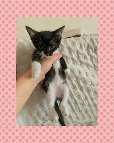 Dişi, Yaxşı əllərə