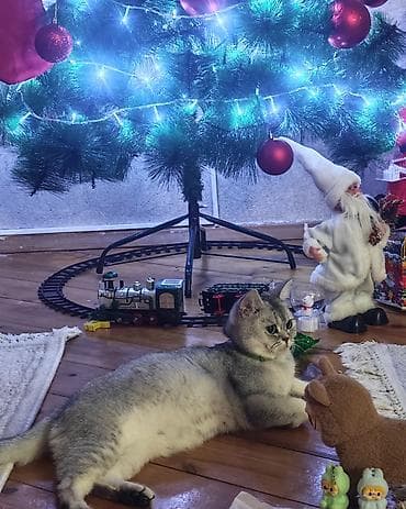 ev pişikləri: Britan, Yaxşı əllərə — 4