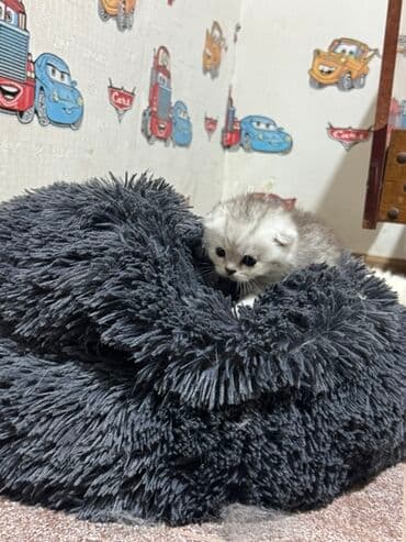 ən ucuz pişiklər: Britan — 12