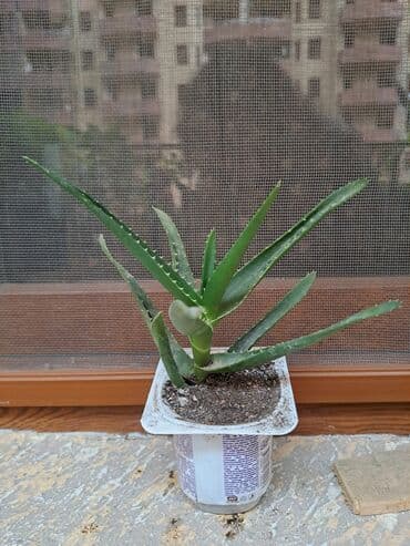 Təmir və tikinti: Алое саженцы — 3