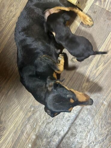 dalmatin iti haqqinda: Taksa balası satılır. 22 noyabr 2025 doğulub. Məhsul: Ovçuluq tipli — 2