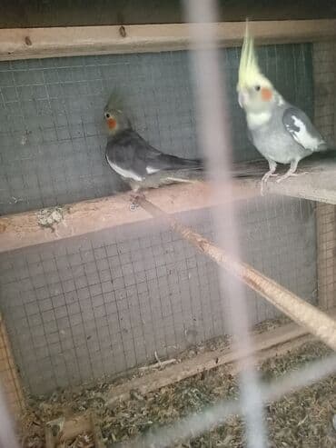 qiz it adlari: Korellla papuqayları cütdülər sarıbaş ərkeydi boz dişidi tam sağlam — 4