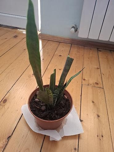 nokia yarpaq: Sansevieria (Qayın dilı) otaq bitkisi-Qilincgulude deyilir, cox tez — 1
