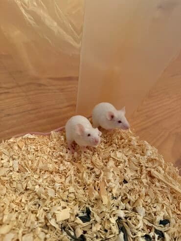 Baxın bu kiçik, zərif cütlüyə! Onlar hələ ki, baladırlar, amma