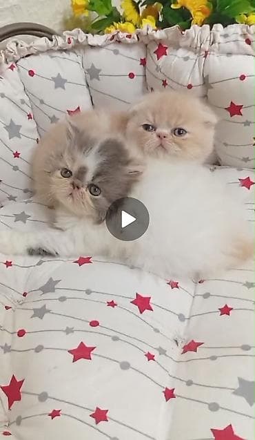 Fars, Erkək, Dişi lalafo.az -da Fars, Erkək, Dişi