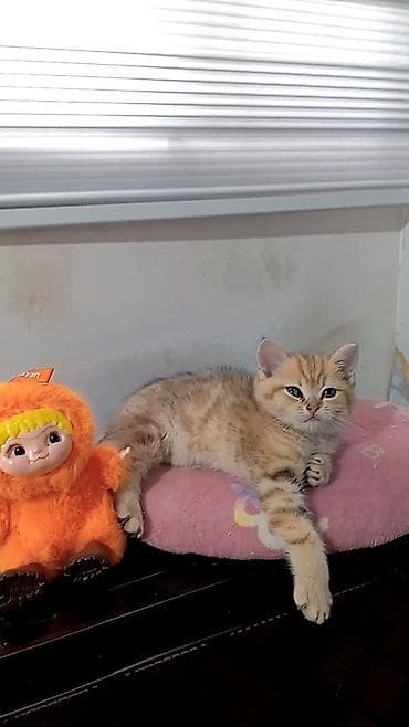 pişik pulsuz: Britan — 4