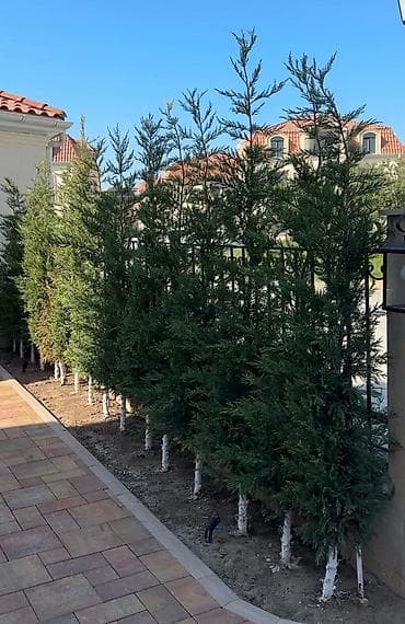 evkalipt agaci: Leylandra 🌲 Qiymət: 39 AZN🏷️ Türkiyə istehsalıdır🇹🇷 Çatdırılma və — 2