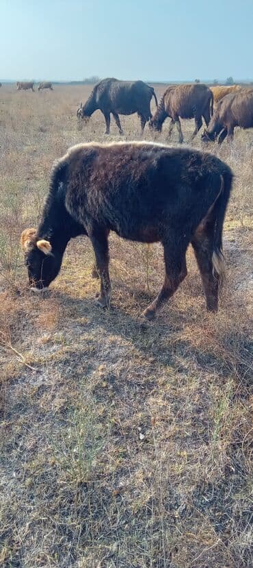 cuceye verilen adlar: Dana, buzov, Erkək, ay: 1, Ətlik — 2