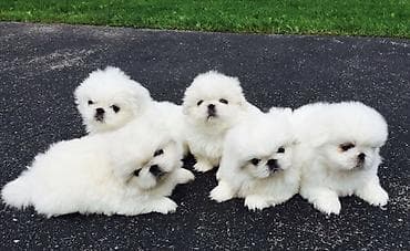 ev itləri ucuz: Pekines, 2 ay — 1