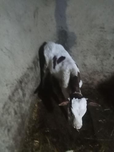 Коровы, быки: Birc qarin dügedi ciddi şexsler zeng vursun — 10