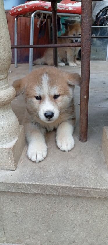 böyüməyə itlər: Akita-inu, 2 ay, Erkek, Ödənişli çatdırılma — 6