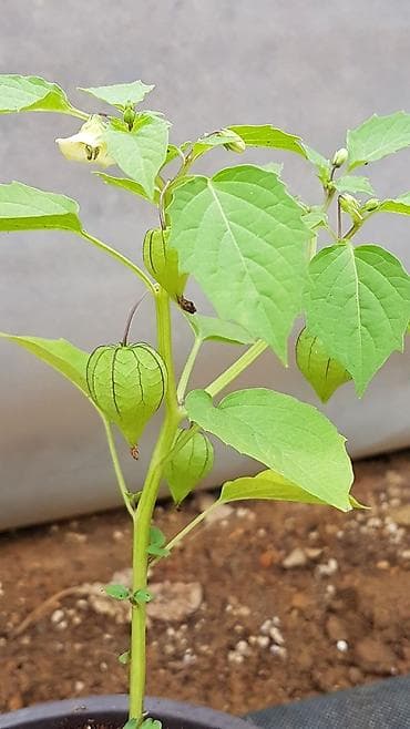 Qızıl. Çiyələk Fidanı