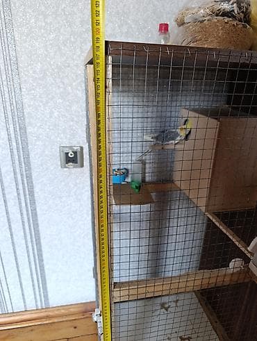 gene ucun derman: 1 çüt erkək və dişi korella 1 yaş quşlar satılır quşlar tam sağlamdır — 3