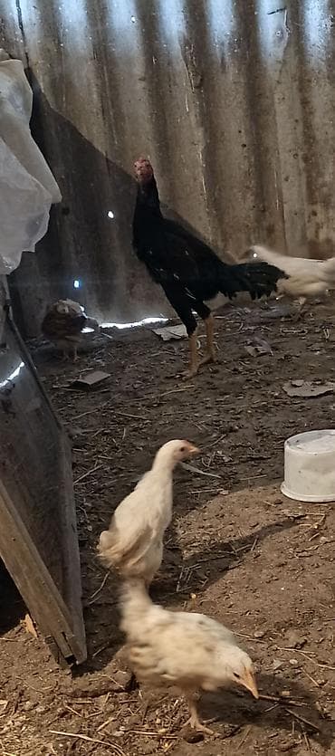 erkəy danalar: Toyuq cücələri, Damazlıq — 4