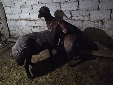 dalmatin satilir: Erkəklər satılır biri 2 yaş + biri 1 yaş + çəkisini təqiq bilmirəm — 2