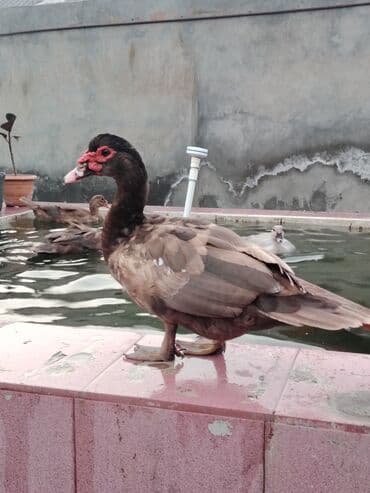 cucə və xoruz təmsil: Muscovy ördəkləri Qirmizi Oküz kimi tanınır Krasnadar sortu qəhvəyi — 3