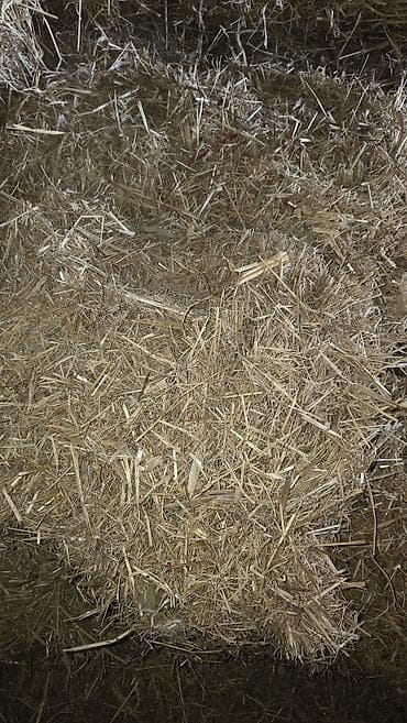 Saman balyaları - Məhsul: quru saman, preslənmiş balyalar şəklində -