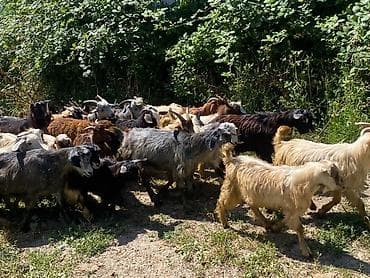 jersey cinsi: Qoyun-keçi sürüsü satılır 67 heyvandi 5 quzu 7 ana keci 7 side — 2