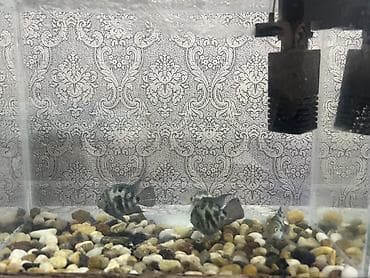 baliq akvarium satisi: Panda balığı, Sülhsevər, Ödənişli çatdırılma — 2