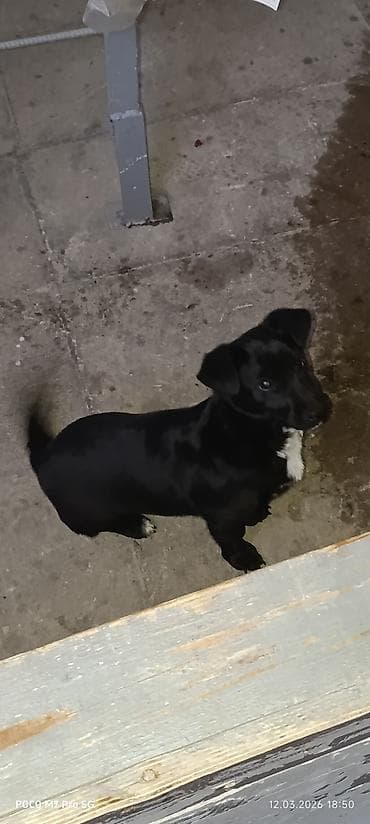 naxcivan it elanlari: Erkek, Ünvandan götürmə — 2