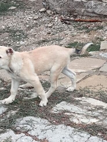 тибетский мастиф цена в баку: 3 ay, Dişi — 7
