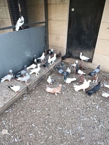 cins ineklerin qiymeti: Qiymət 10₼ başlayır hər qiymətə var — 8