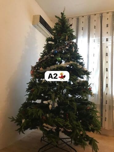 Bitkilər: AYNUR2💃 🎄Yolka satılır 📐Ölcü 2/40 💶Qiymət 220 azn 🏘️Ünvan zabrat — 1