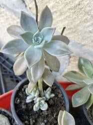 kalanxoye bitkisi: Her kimete var Otaq və balkon üçün dekorativ bitkilər kolleksiyası - — 26