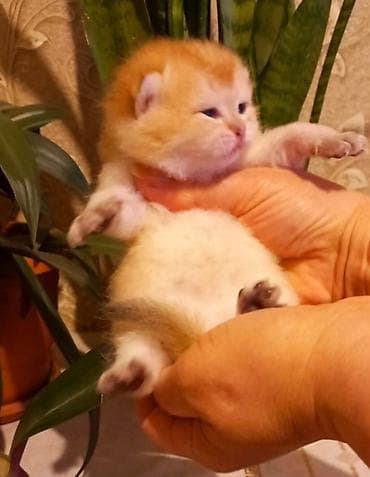 pişik latok: Qızıl şinşilla, Erkək, Dişi — 1