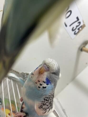 продажа собак в баку: Məhsul: Dalmatin/marmor naxışlı büdcər (dalğıc papağan) – mavi-ağ rəng — 2