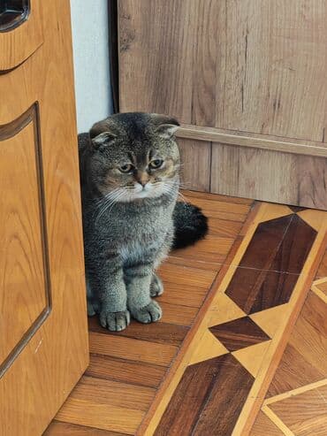 şotlant pisiyi: Şotland yastı qulaq — 5